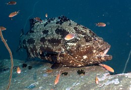 Thailand 2015 - Ko Tao - Merou Marron - Epinephelus fuscoguttatus _IMG_3604_rc